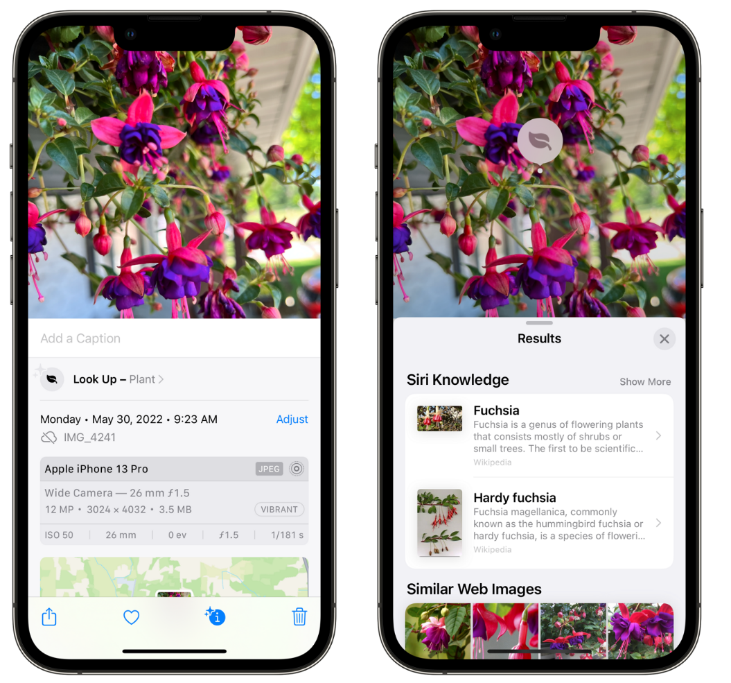 驻马店苹果手机维修分享小技巧：使用 iPhone 相机识别花卉植物 